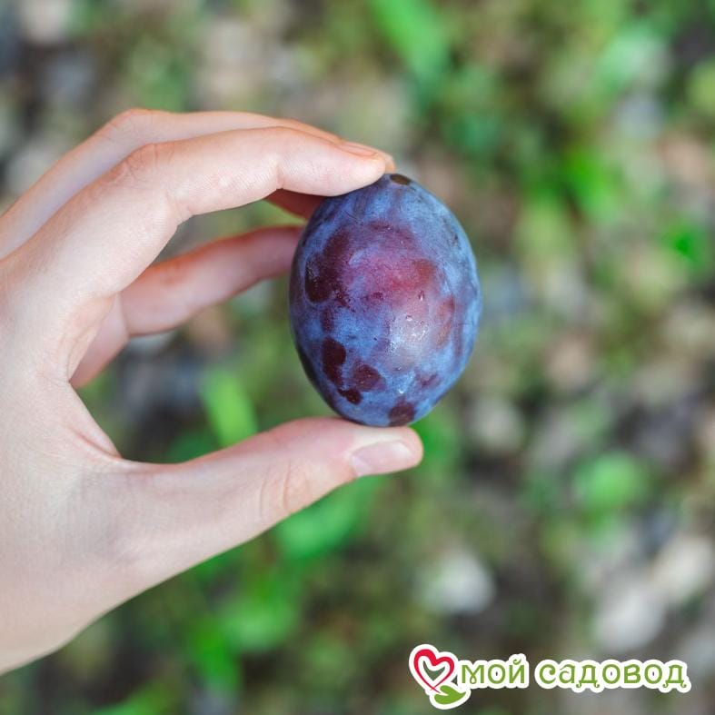 Слива Кабардинская ранняя