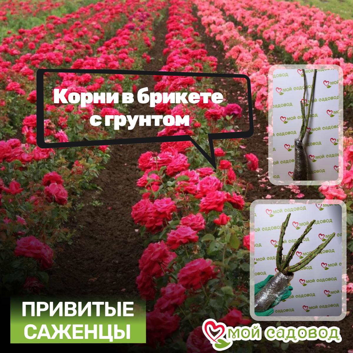 Роза чайно-гибридная Черри Бренди