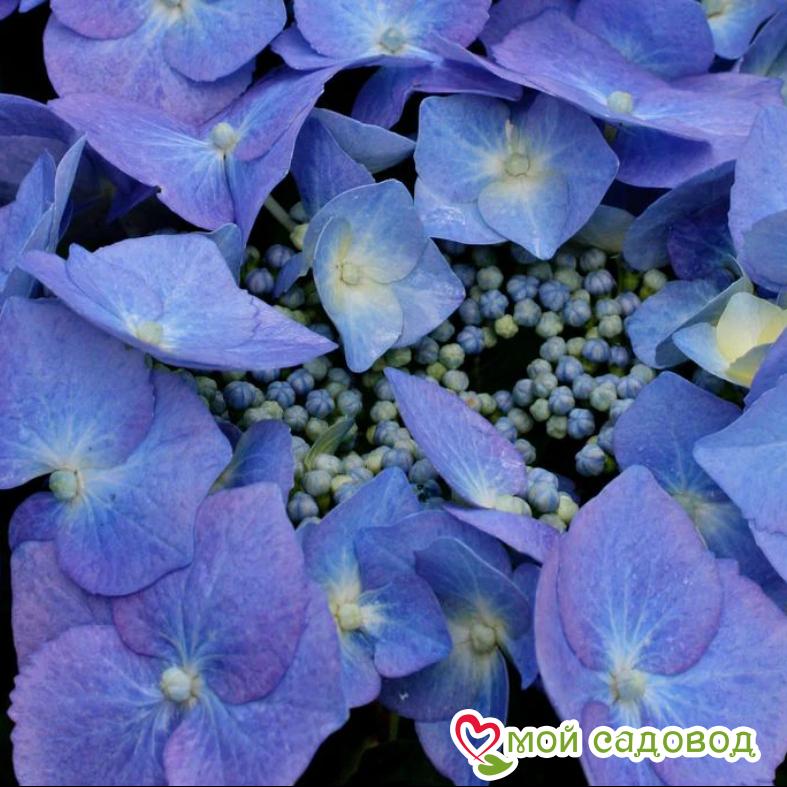 Гортензия крупнолистная Блаумайзе ЗКС