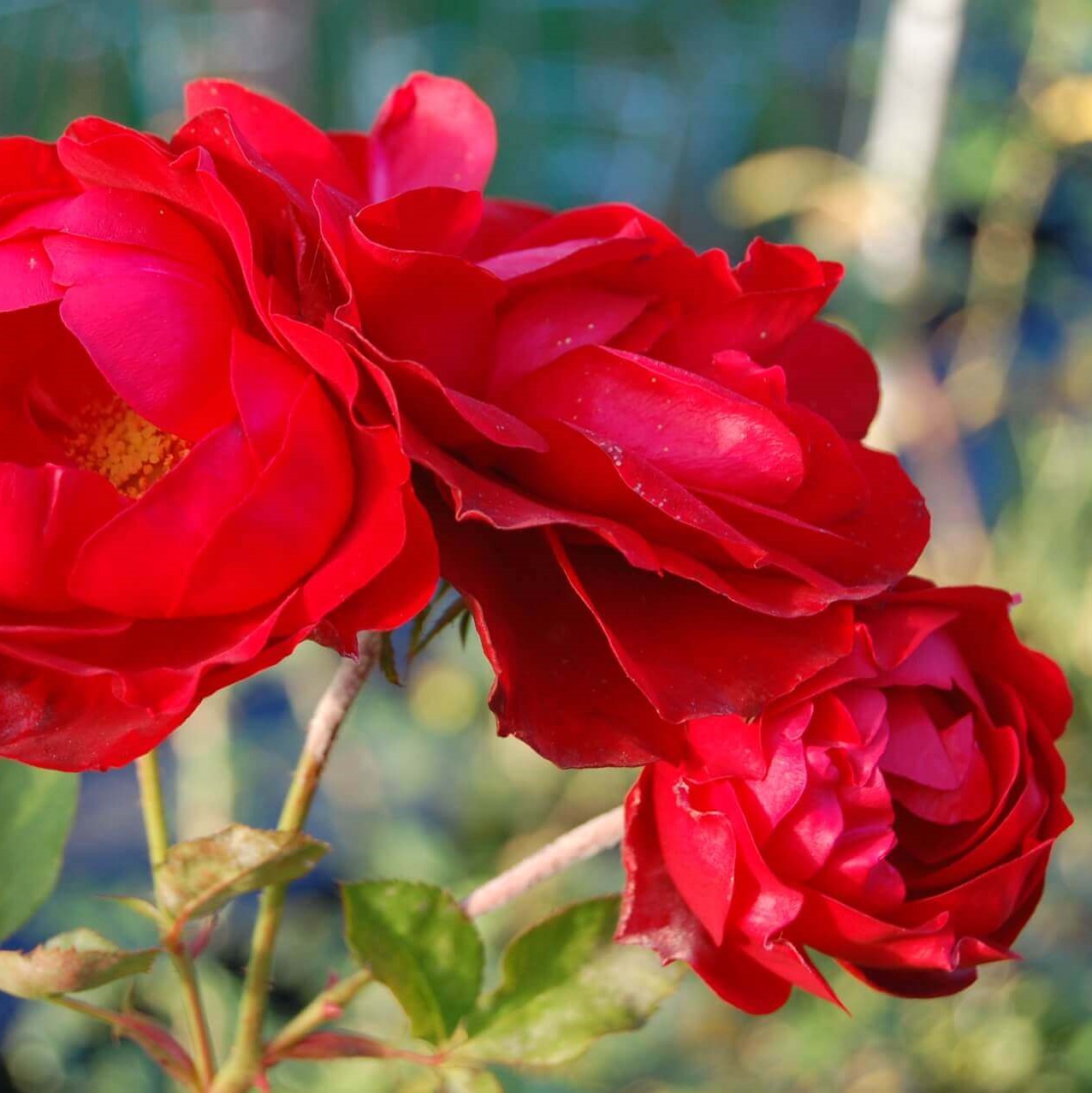 Роза полиантовая Morsdag Orange (Морздаг Оранж)