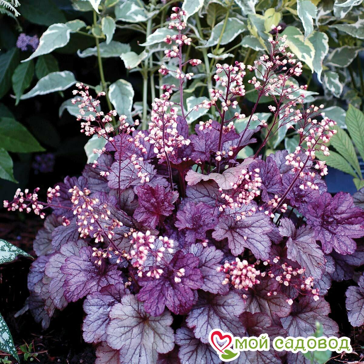 Гейхера Шанхай