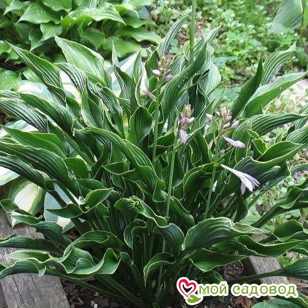 Хоста Прэинг Хэндс (Молящиеся Ручки)